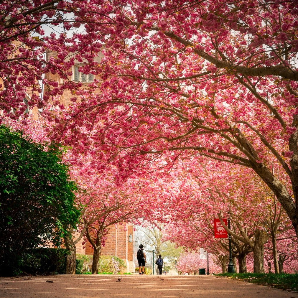 Tabara engleza 14-17 ani, Harvard si MIT, SUA - IVI Romania 6