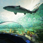 Tabara engleza si activitati elevi 15-17 ani in Toronto, Canada - IVI Romania 11