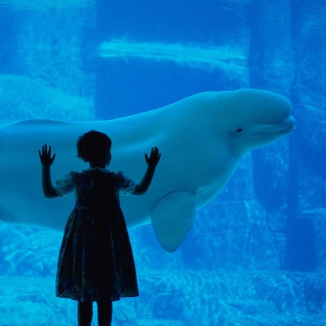 Tabara engleza si activitati copii 7-10 ani in Vancouver, Canada, IVI Romania 14