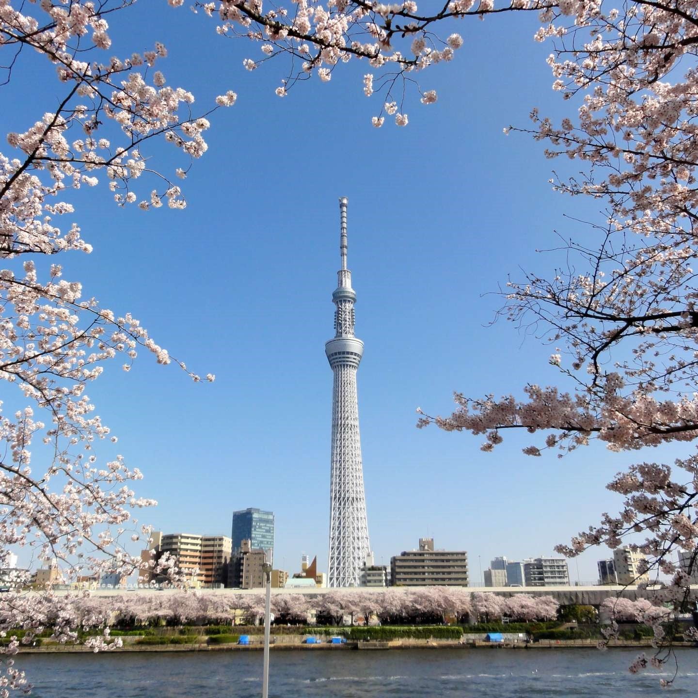 Tabara limba japoneza 15-18 ani, Tokyo, Japonia - IVI Romania 1