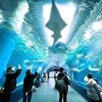 Tabara limba japoneza 15-18 ani, Tokyo, Japonia - IVI Romania 15